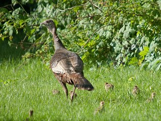 The Top 1%, of Turkeys