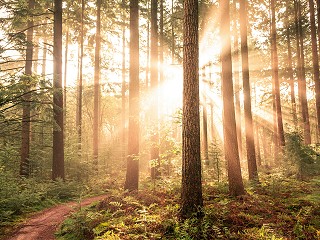 The Era of Deforestation Accountability is Here