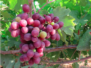 How Nestle and Unilever are Gaining Value through Sustainable Agriculture